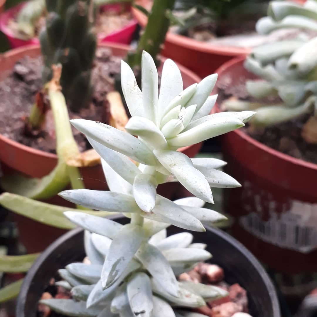 NotJustDust1's tweet photo. A few succulents from my conservatory https://t.co/lAZrWMODbK