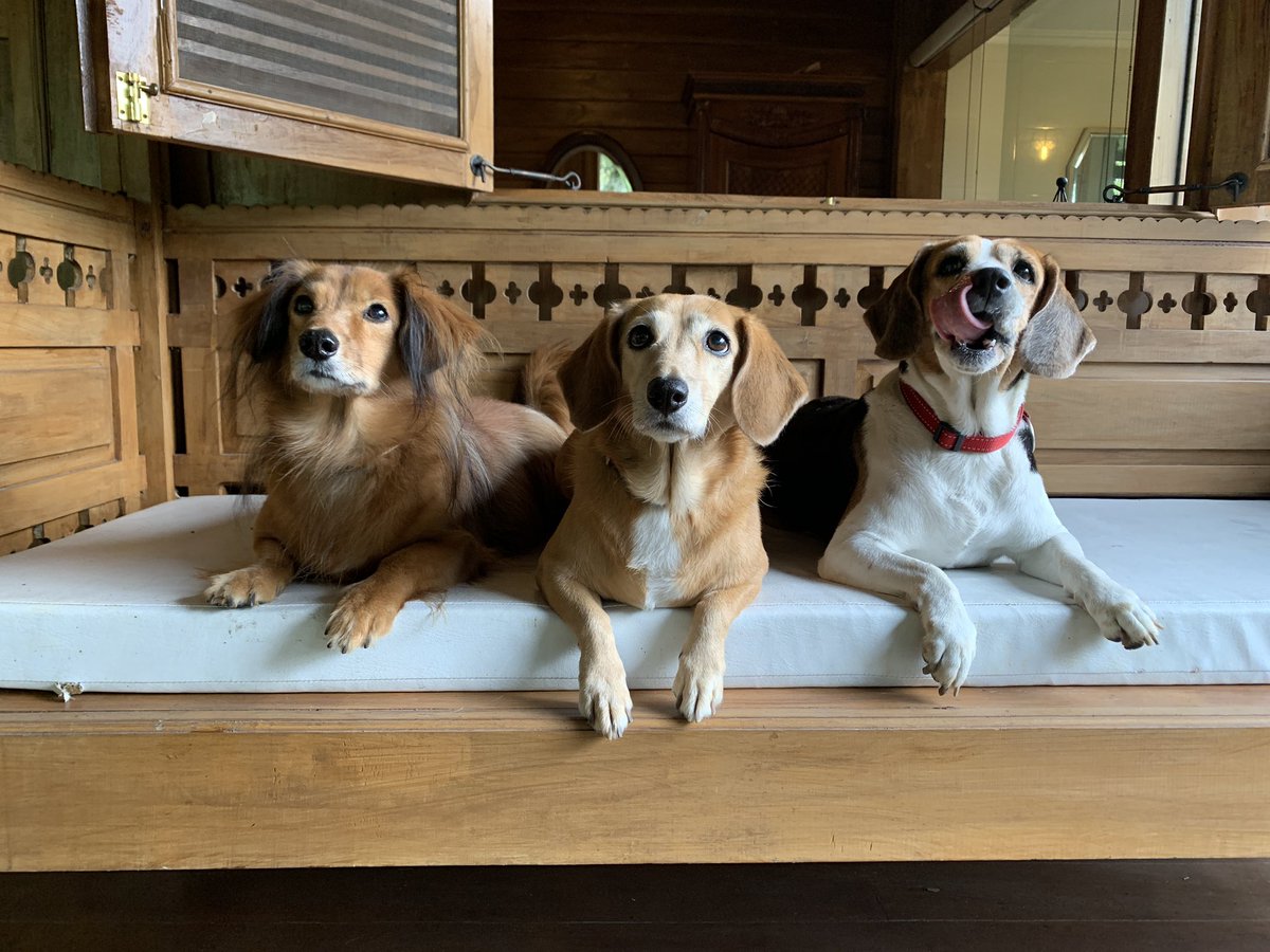 Main anjing. Bokep anjing sama tante. Babes zoofilia. Main anjing. "smart girl" dog.