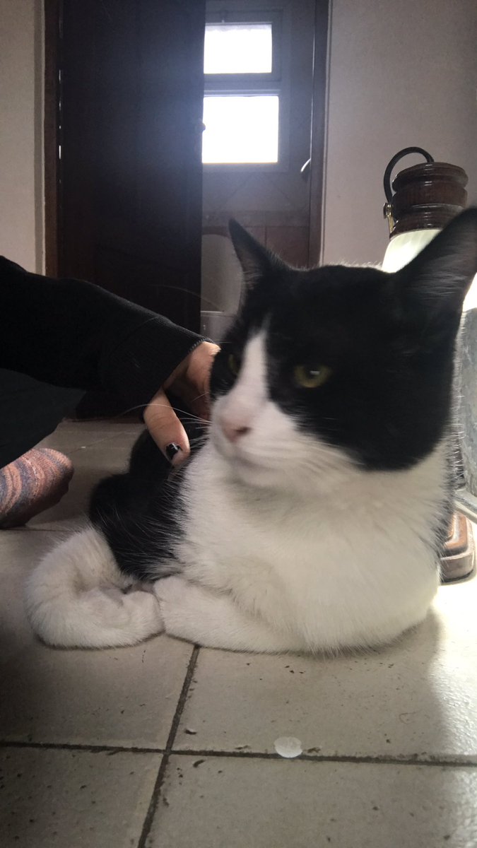 CaroLoraschi's tweet photo. Che si viven en Pilar y vieron a mi gato porfavor avisenme 😭 Se fue hace dos días y no volvió más 💔 porfavor denle rt lo extrañamos mucho https://t.co/nzN63DrHVK