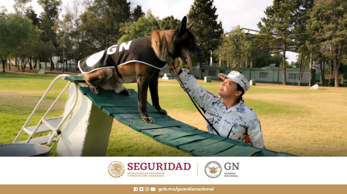 GN_MEXICO_'s tweet photo. Gracias a la preparación de nuestros binomios caninos impedimos el tráfico de sustancias ilícitas en todo el país. #MéxicoEnGuardia https://t.co/ifGwnlIqjF