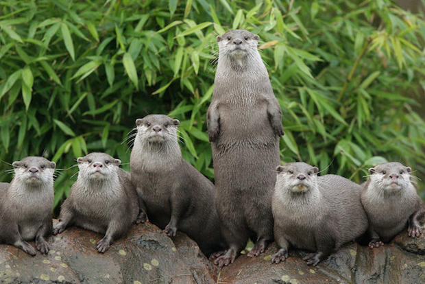 A group of otters is called a 'romp'.