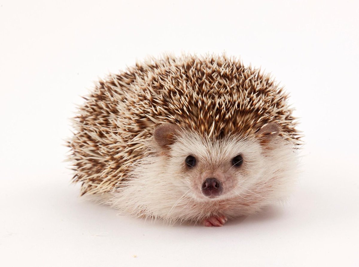 Hedgehogs