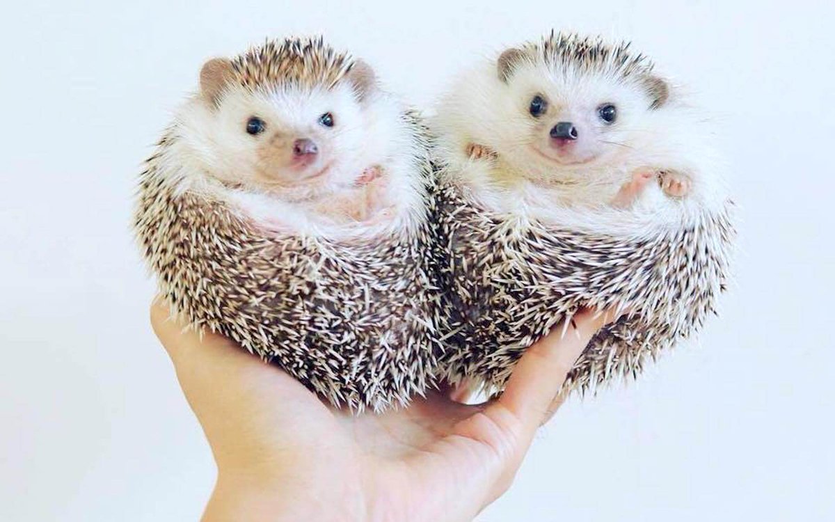 Hedgehogs