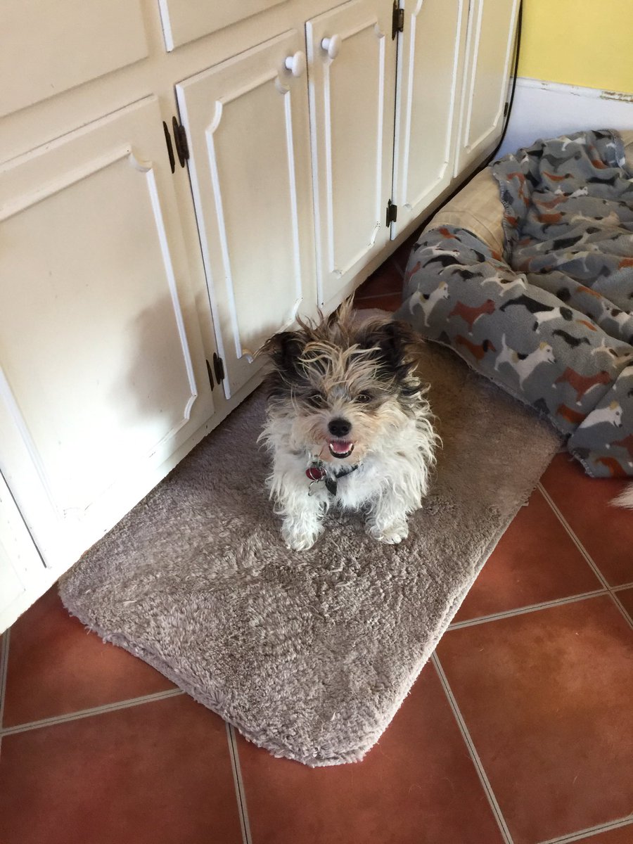 Rest In Peace, Gracie. You were such a sweet dog. I’m sorry you had to leave this world in the way you did, but I’m happy you aren’t suffering anymore. We will miss you yapping happily whenever someone is cooking pasta, something you loved dearly. Good-bye. I love you. 💙❤️