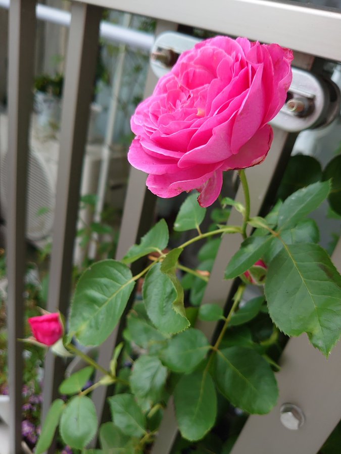あなたの植えた薔薇が ひとつひとつ花と咲いた 庭一面にルビーを まき散らしたみたいに あなた三昧