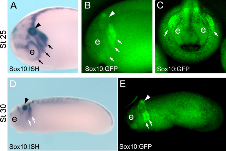 Dev_Bio_Journal's tweet photo. #DBteaser #DBfeatures #DevBio #ICYMI
"Characterization of Pax3 and Sox10 Transgenic Xenopus Laevis Embryos as Tools to Study Neural Crest Development" by @alkobtawi, Roberto Mayor et al., (2018).
Read more here -> https://t.co/MKYOey8sWJ https://t.co/W1EVaGsU25