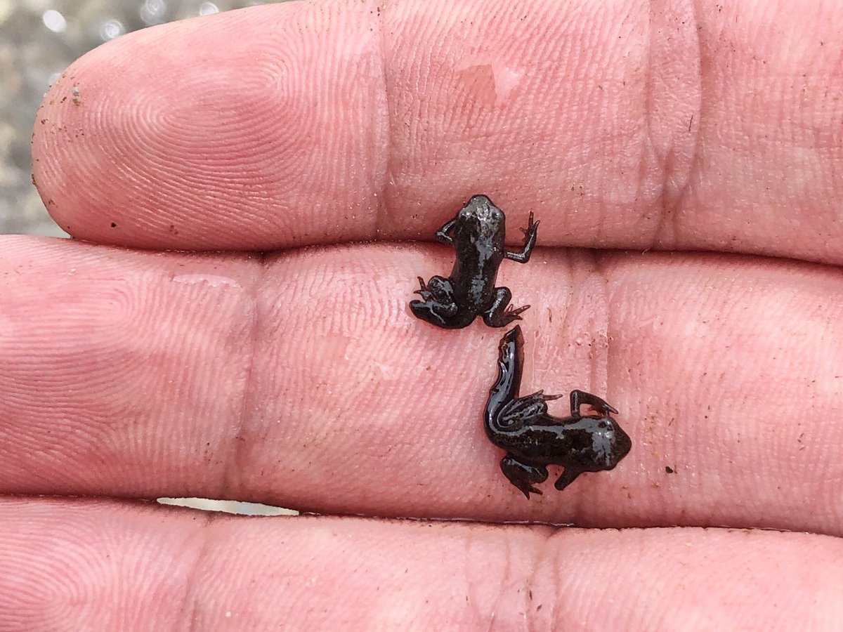 フ ラ ン君 読書 写真 詩 多忙でリプ少なめ ファインダー越しの私の世界 オタマジャクシから変態したてとは言え こんな小さくて真っ黒のカエルを見つけました カジカガエル ニホンヒキガエル ちなみにニホンヒキガエルは成長すれば7cmを超えるまで