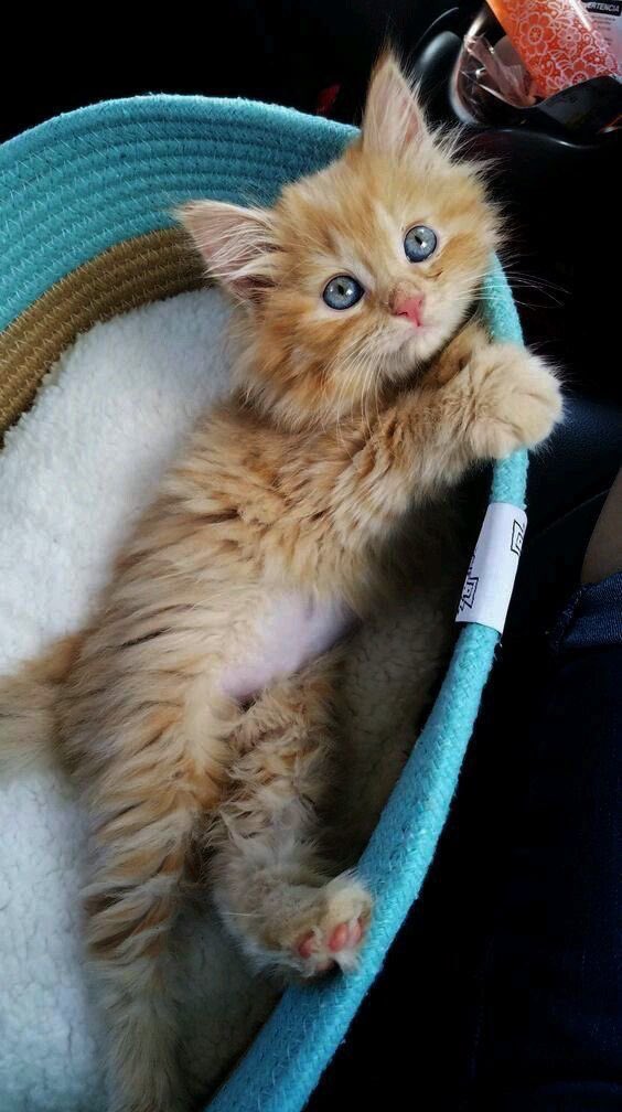 Prom is postponed, so admire Pumpkin’s cuteness in these photos😌🐈