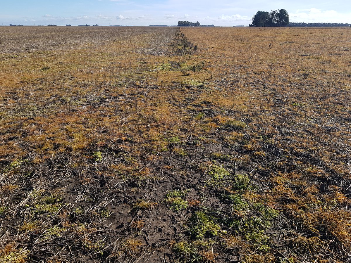 Joselopinnel's tweet photo. Evaluando residualidad y control de rye grass de Titus Vs tratamiento tradicional. @jrcornacchini @LucianoPiloni @AnaAnaventu @CortevaARG https://t.co/LNPpsQZkRW
