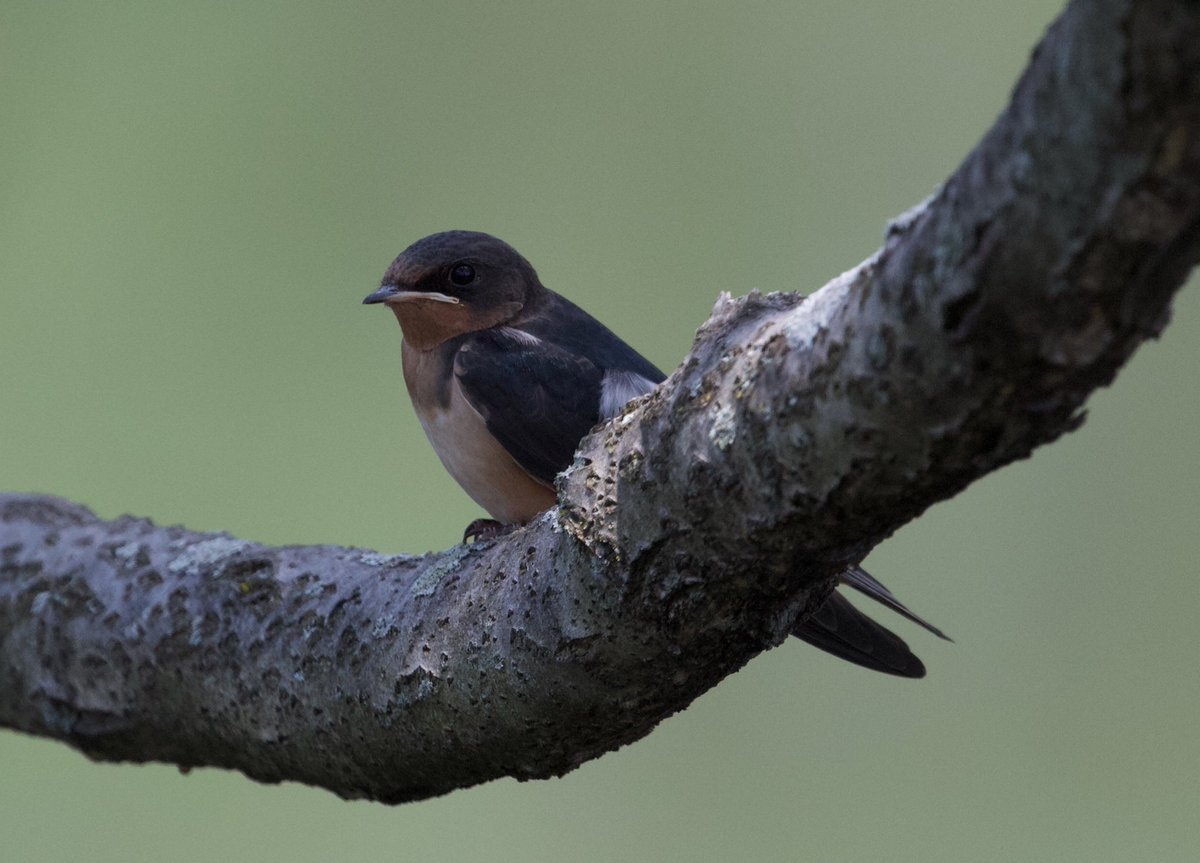 Efua Peterson tweet media