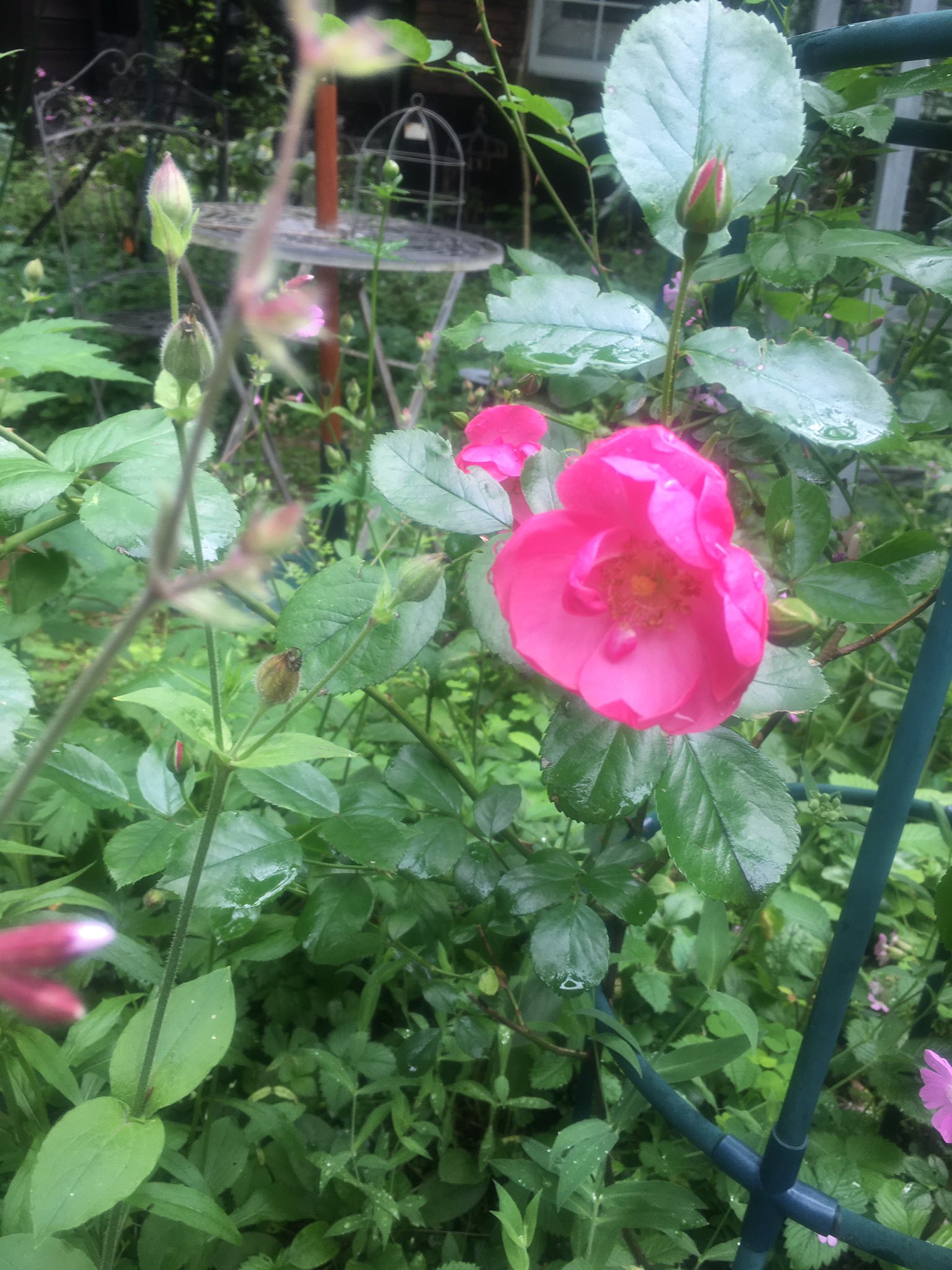 Pension Motown 6月26日ニュードーン アンジェラ 春風 ツルバレリーナが続けて開花した