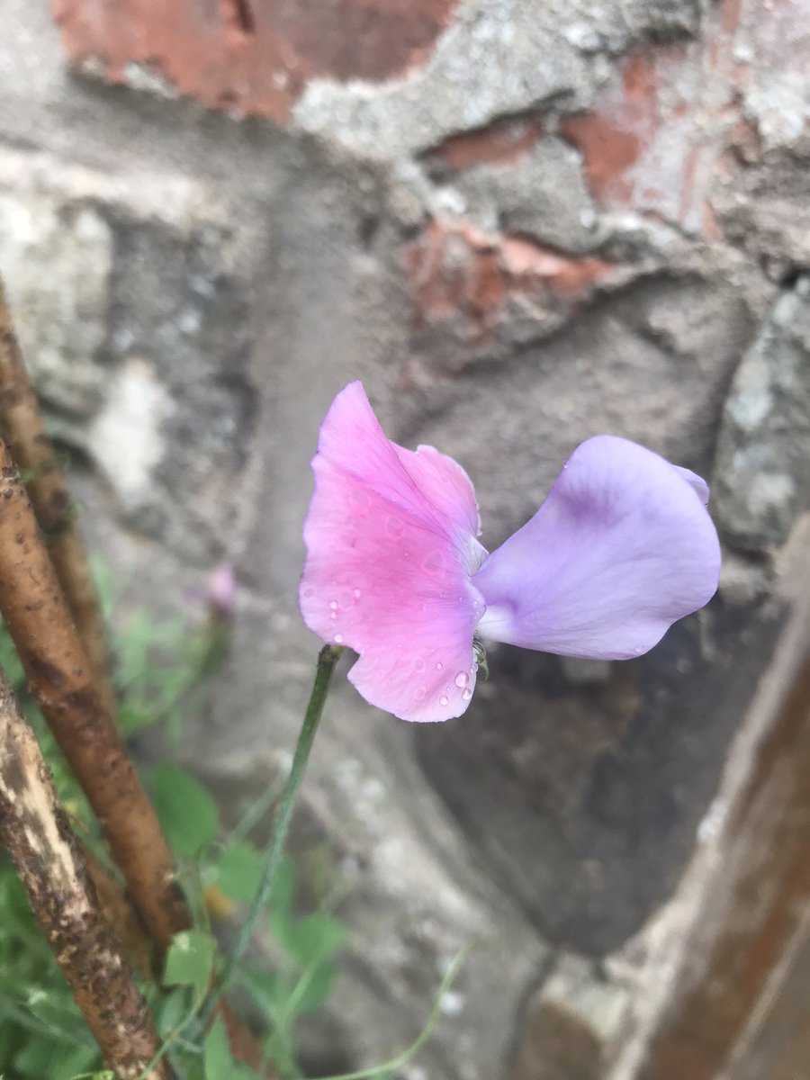 On a grey damp Sunday morning the uplifting sight & sweet smell of  #SweetPeas by the front door❤️ 
#ScentedFlowers #CheeryBlooms 
#CottageGarden #Pembrokeshire #ThePembrokeshireGarden