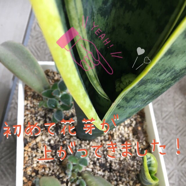 サンスベリアの花 サンスベリアの花