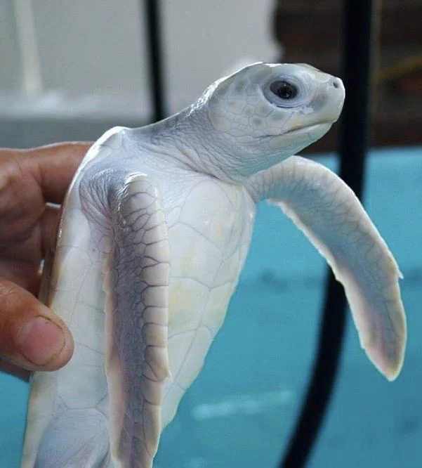 メキシコのウミガメ保護センターにいるのは白いウミガメ！？綺麗で可愛い！！