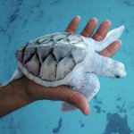 メキシコのウミガメ保護センターにいるのは白いウミガメ!？綺麗で可愛い!