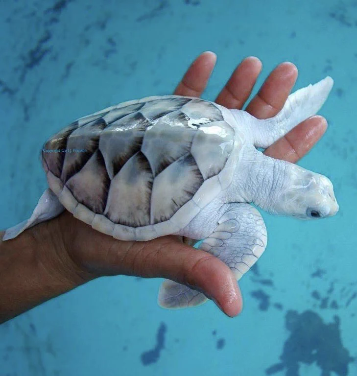 メキシコのウミガメ保護センターにいるのは白いウミガメ！？綺麗で可愛い！！