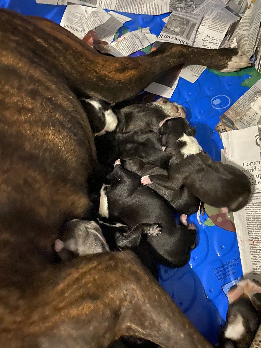 And then there were 7! Mom’s doing great!