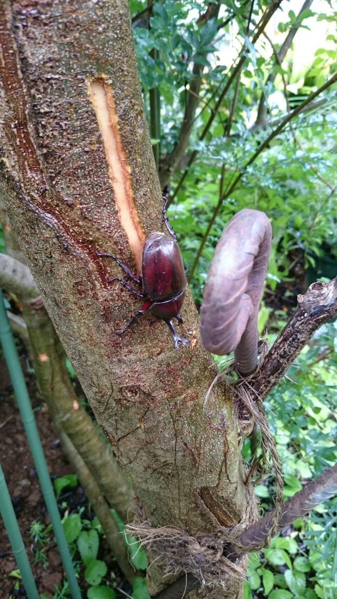 ますむらひろし 今年もシマトネリコに カブトムシがやって来ました ますむらひろし 今年もシマトネリコに カブトムシがやって来ました