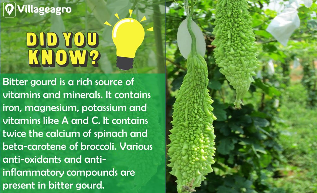 villageagro_com's tweet image. Time has come to incorporate bitter gourd in our diet cause its health benefits is what we need today.
#bittergourd #karela #organic #food #homecooking #foodporn #homemade #vegetarian #delicious #veggies #healthyfood #indianfood #homecookedmeal #karelajuice #villageagrodotcom