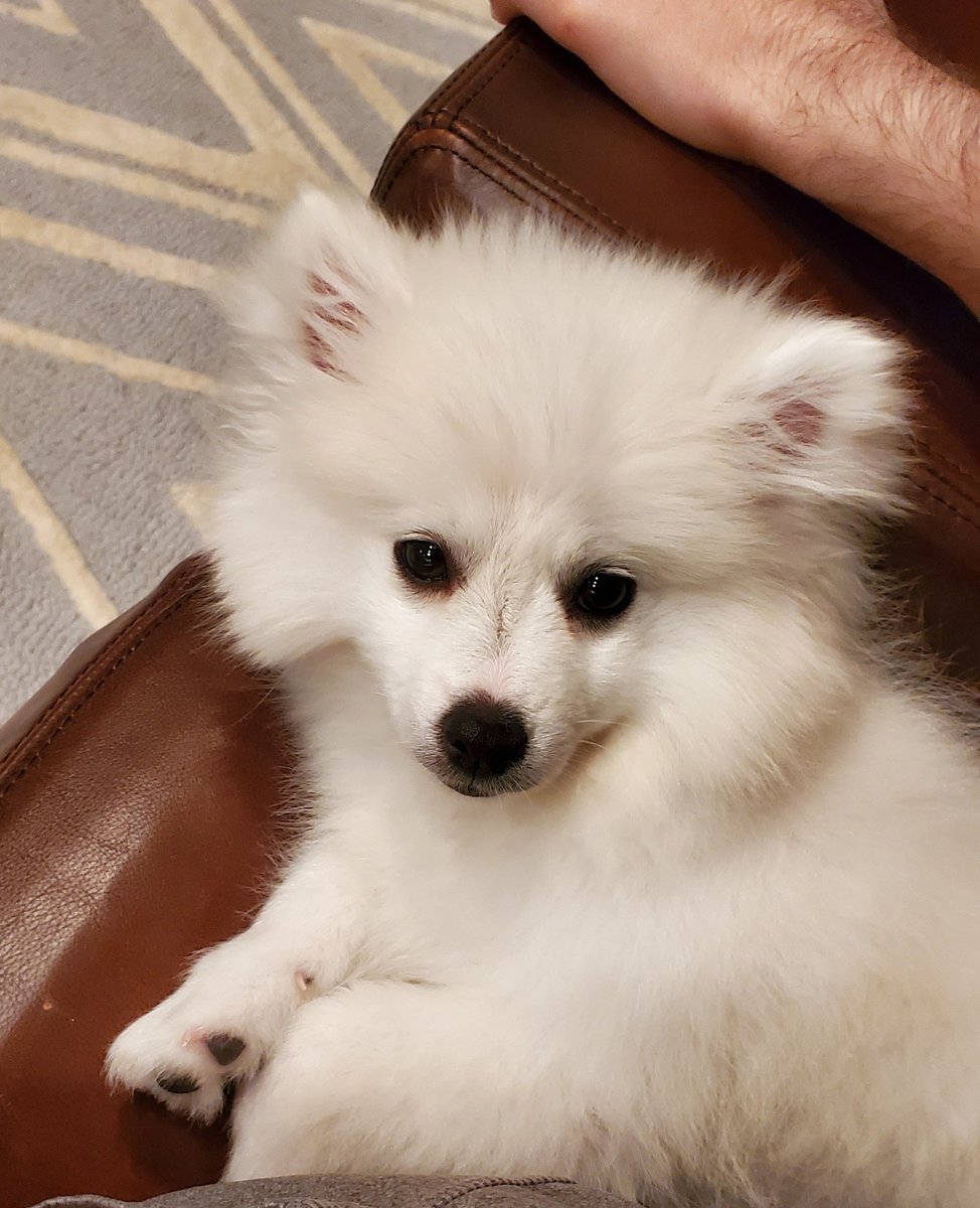 jacksfilms's tweet image. Chip is tired

of your bullshit