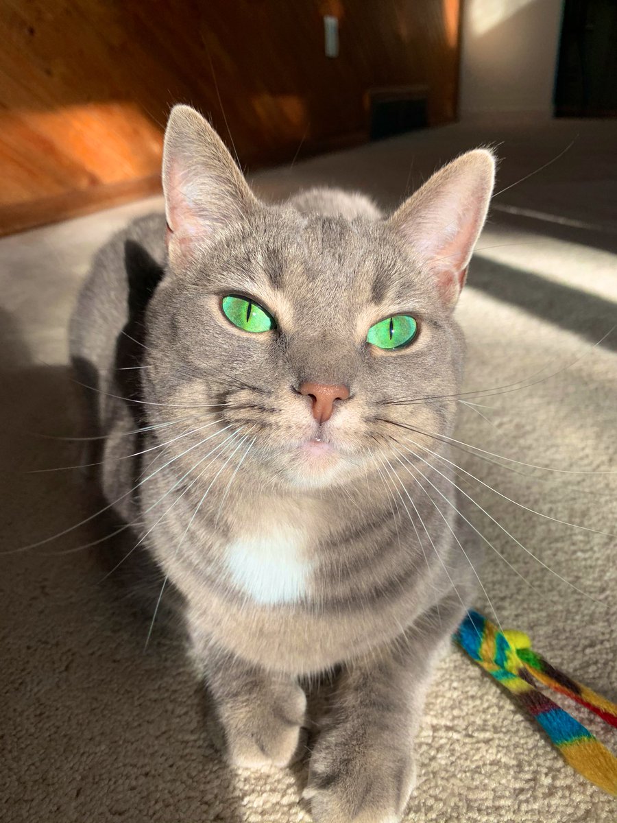 wildcatfiona's tweet photo. Here’s your daily reminder that I love you! 🥰❤️ #CatsOfTwitter #CatsOfTheQuarantine #CatsOnTwitter #catsofinstagram https://t.co/rwJKeCjm9v