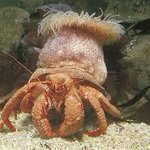 子ども科学電話相談 0628 ヤドカリイソギンチャクのヤドカリが貝を引っ越したらイソギンチャクはどうなるの 3ページ目 Togetter