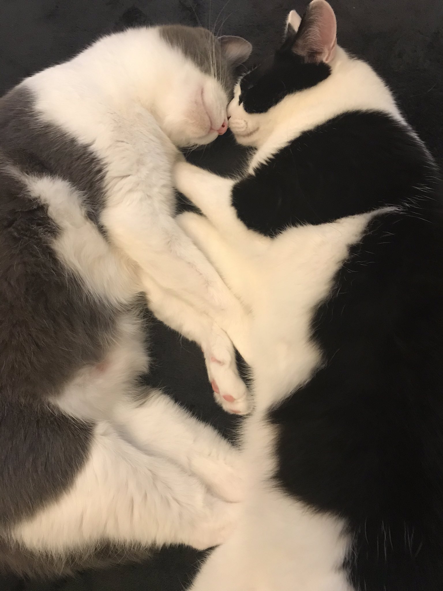 赤いこぎつね 色んな寝方する 猫 ハチワレ