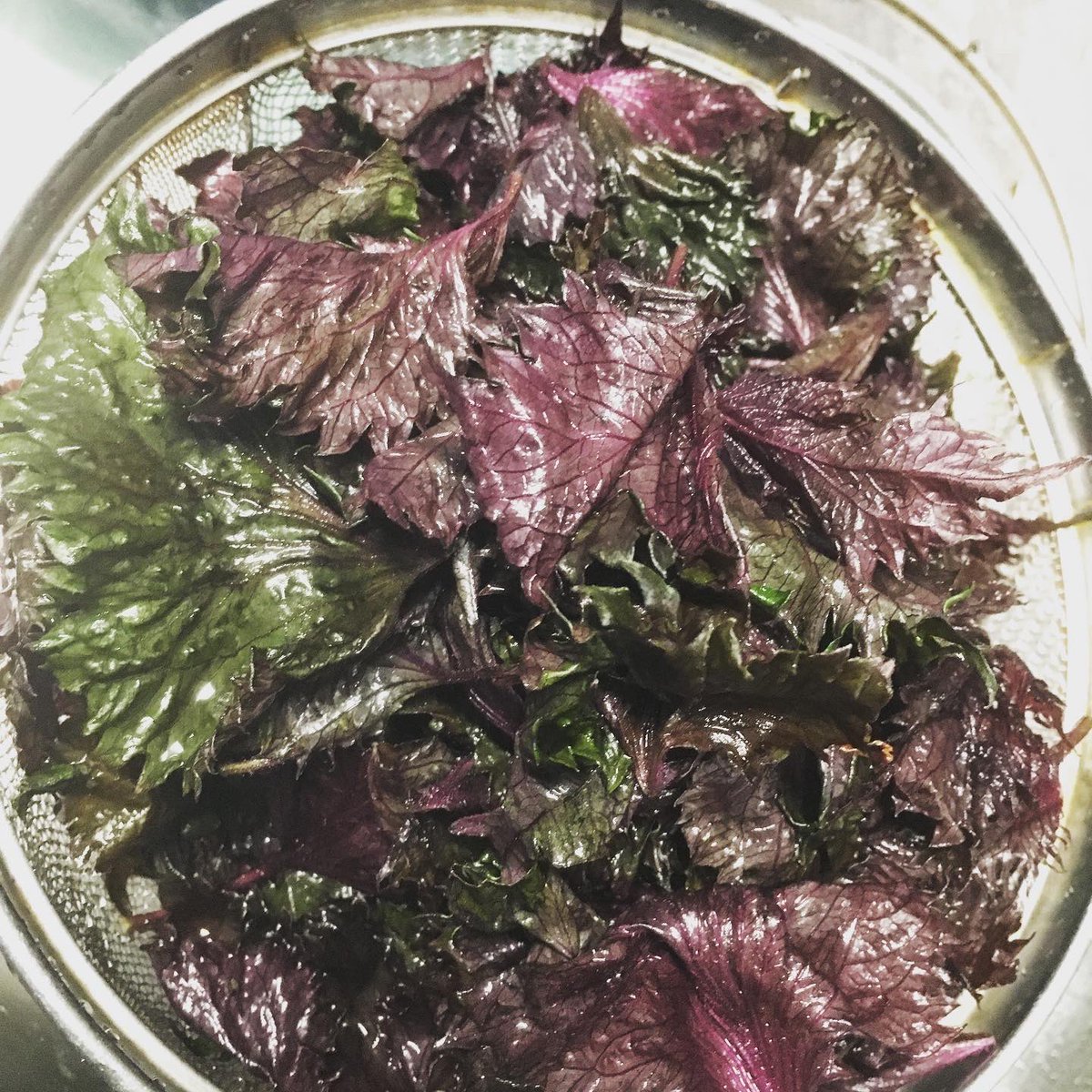 shiho_la's tweet photo. スーパーで赤紫蘇大量入手✨
ココはジュースでしょ🥤
#自家製 #赤紫蘇ジュース #愛知県産 #季節の手仕事
#homemade #juice #herb #redshiso #redperilla https://t.co/iMvqNBlzh2