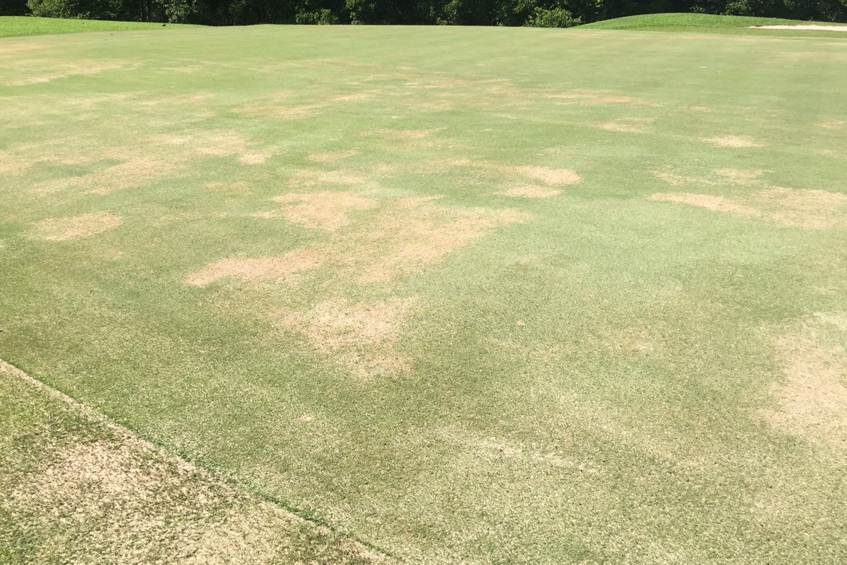 SyngentaTLAsia's tweet image. #PythiumRootRot in Bermudagrass may easily be confused with other root diseases. #HeritageMaxx is a broad-spectrum fungicide that prevent most turf diseases, including Pythium.

To know more about pythium root rot:
syngentaturf.sg/turf-diseases/…