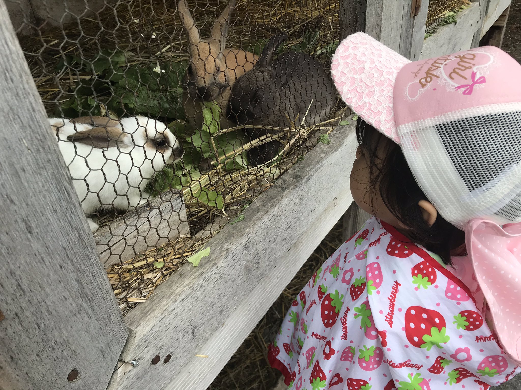 にゃお イチゴ狩りin千歳市にある松浦農園 土日は予約制のため8 30予約 子にゃおさんの世話と摘むことしてたら 私は食べたのは1個だけ 料金は800円 持ち帰りは100g100円 他 野菜も