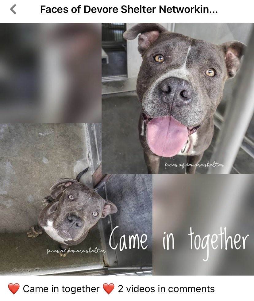 unicorndreams99's tweet photo. Please help me share these two cuties #bonded #cametogether #Chunk &amp; #Stacie 🙏🙏🙏#adopt #foster #rescue #pledge #retweet💕💕💕 https://t.co/K30VuPCJpM