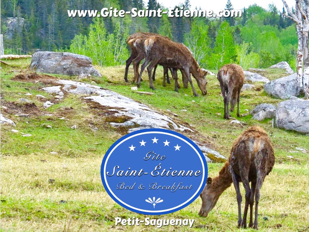 #Vacances2020 #petitsaguenay #saguenay #gste #baleines #cerfsrougesdestetienne