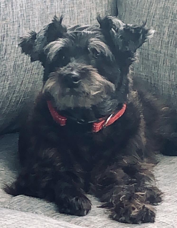 11 years ago today this poppet joined my family.
#minischnauzer #ageinggracefully #gotchaday