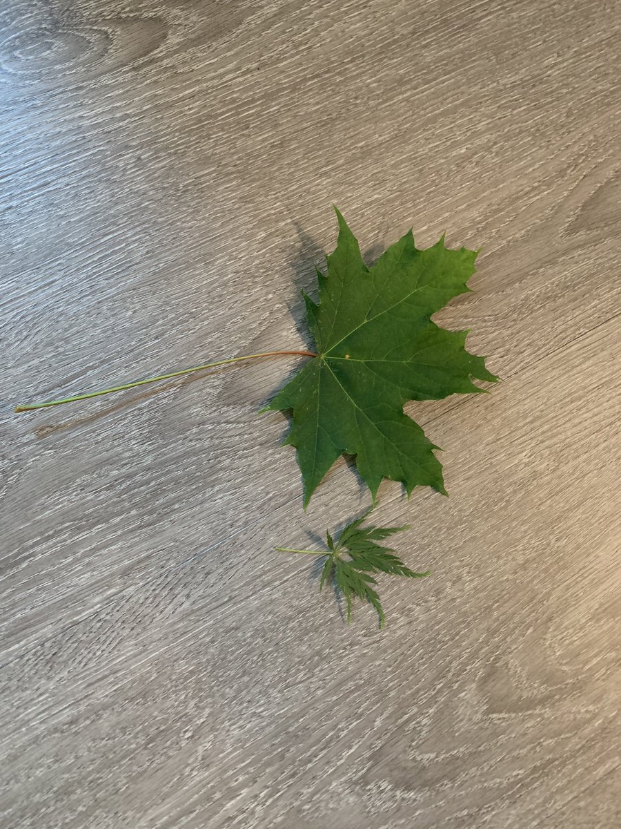 alyssa_weyrauch's tweet photo. We’ve started the Canada Day Scavenger Hunt @BigFunRunSeries #VirtualCanadaDayRun #CanadaScavengerHunt . We’ve crossed a few off the list. https://t.co/9Kydra5FU0