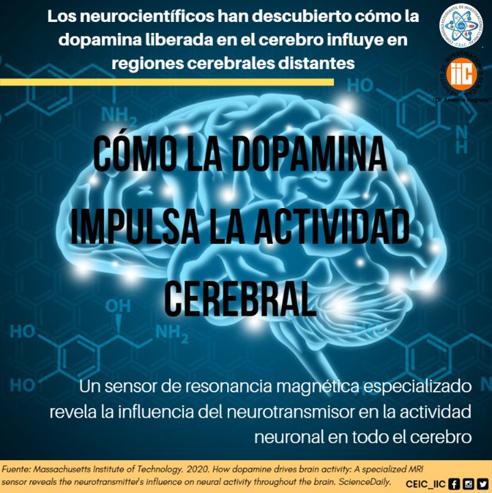 CEIC_IIC's tweet photo. Las regiones que mostraron los mayores aumentos de actividad en respuesta a la dopamina fueron la corteza motora y la corteza insular. Si se confirma en estudios adicionales, los hallazgos podrían ayudar a los investigadores a comprender los efectos de la dopamina en el cerebro. https://t.co/MRWOWUGKrN