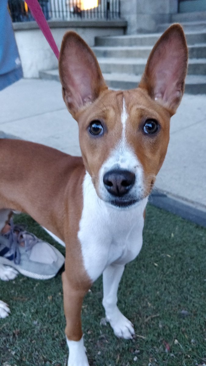 cybershaz's tweet photo. Hello internet. My brother @anis_mazhar0 has the cutest dog 13/10 would pet again. #basenji #ratedogs https://t.co/Vg4Kv9tVA4