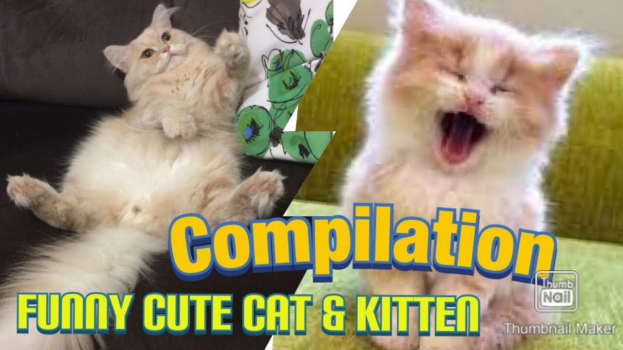 Meow Moe on X: Someone #Posted about an #Angry #Cat #Snapchat #Filter and  I was not #Disappointed #Cats #Cat #Kittens #Kitten #Kitty #Pets #Pet #Meow  #Moe #CuteCats #CuteCat #CuteKittens #CuteKitten #MeowMoe   .