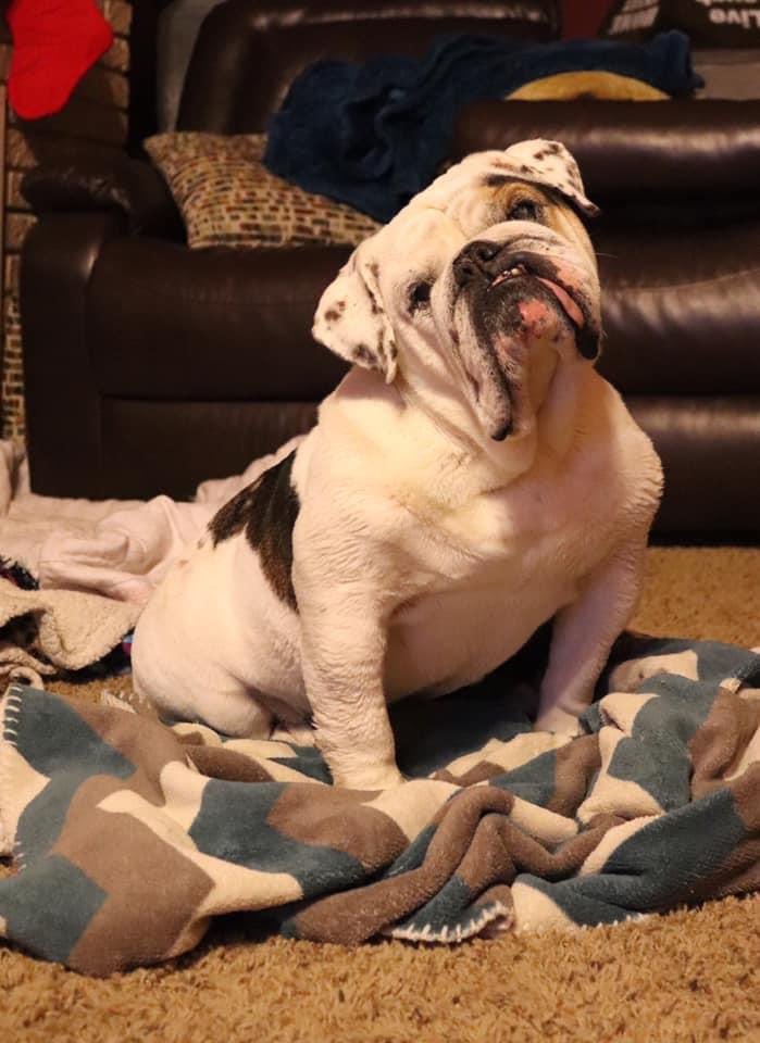 kboshell97's tweet photo. My sweet Daisy passed peacefully in her sleep on June 24. A piece of me died that day. My heart is forever broken. Thank you @BuckiBuldogResq for picking us and @Chewy for always making sure her food was on our doorstep just in time. I miss her more than I ever thought possible. https://t.co/fFuDahUshy