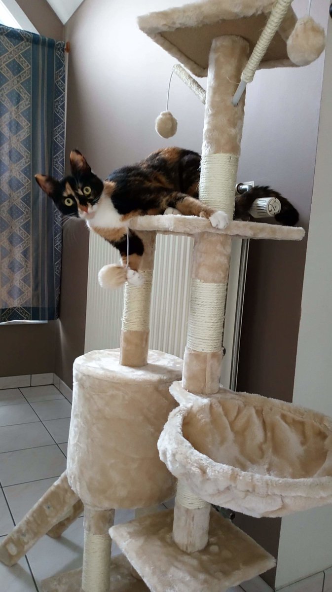 MeowMoeDotCom's tweet image. Do not #Interrupt me while I&apos;m #Enjoying my new #Tower! My best friend&apos;s #Cat, who doesn&apos;t have #Reddit ...
 
#Cats #Cat #Kittens #Kitten #Kitty #Pets #Pet #Meow #Moe #CuteCats #CuteCat #CuteKittens #CuteKitten #MeowMoe #Doesnt #Friends
 
meowmoe.com/666531/do-not-…