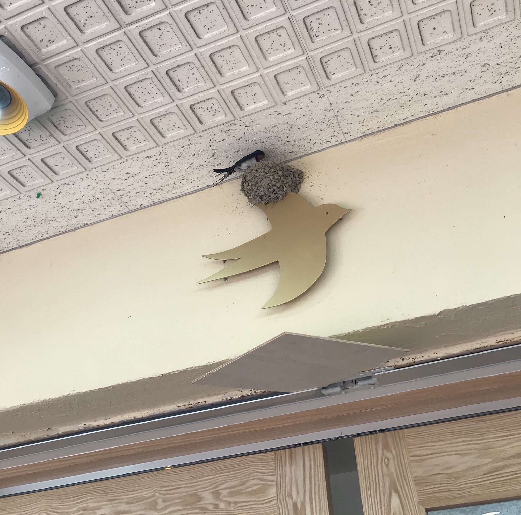 ツバメが巣を作った場所はなんと鳥のマークの看板 話題の画像プラス ツバメが巣を作った場所はなんと鳥のマークの看板 話題の画像プラス