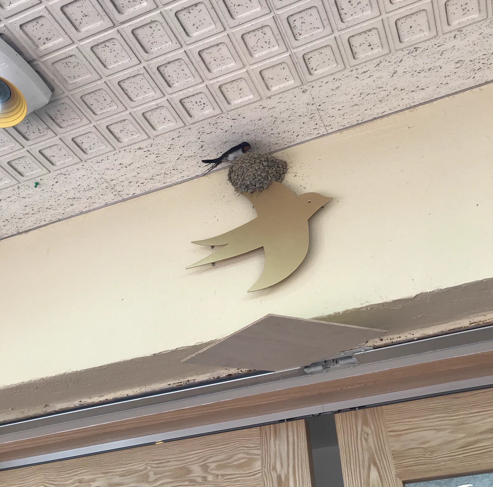 ツバメが巣を作った場所はなんと鳥のマークの看板