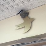 ツバメが巣を作った場所はなんと鳥のマークの看板