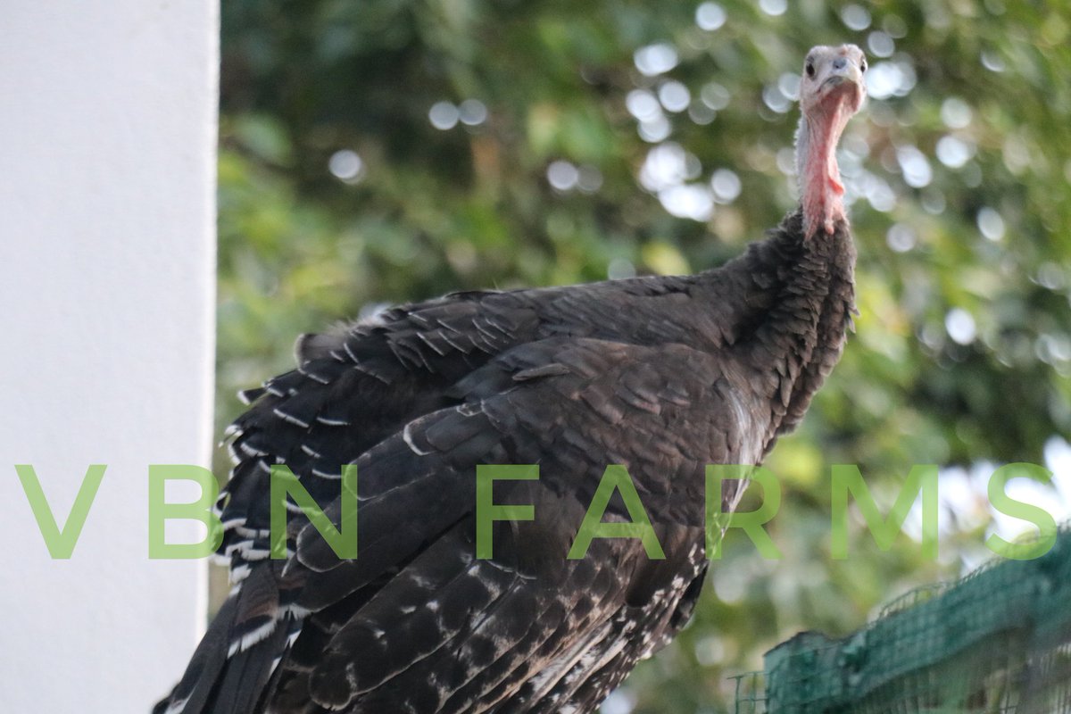 VBNFARMS's tweet image. வான்கோழி ❤

#VAANKOZHI #VBN #VBNFARMS
#KALLAKURICHI #THIYAGADURGAM #FARMS #வான்கோழி