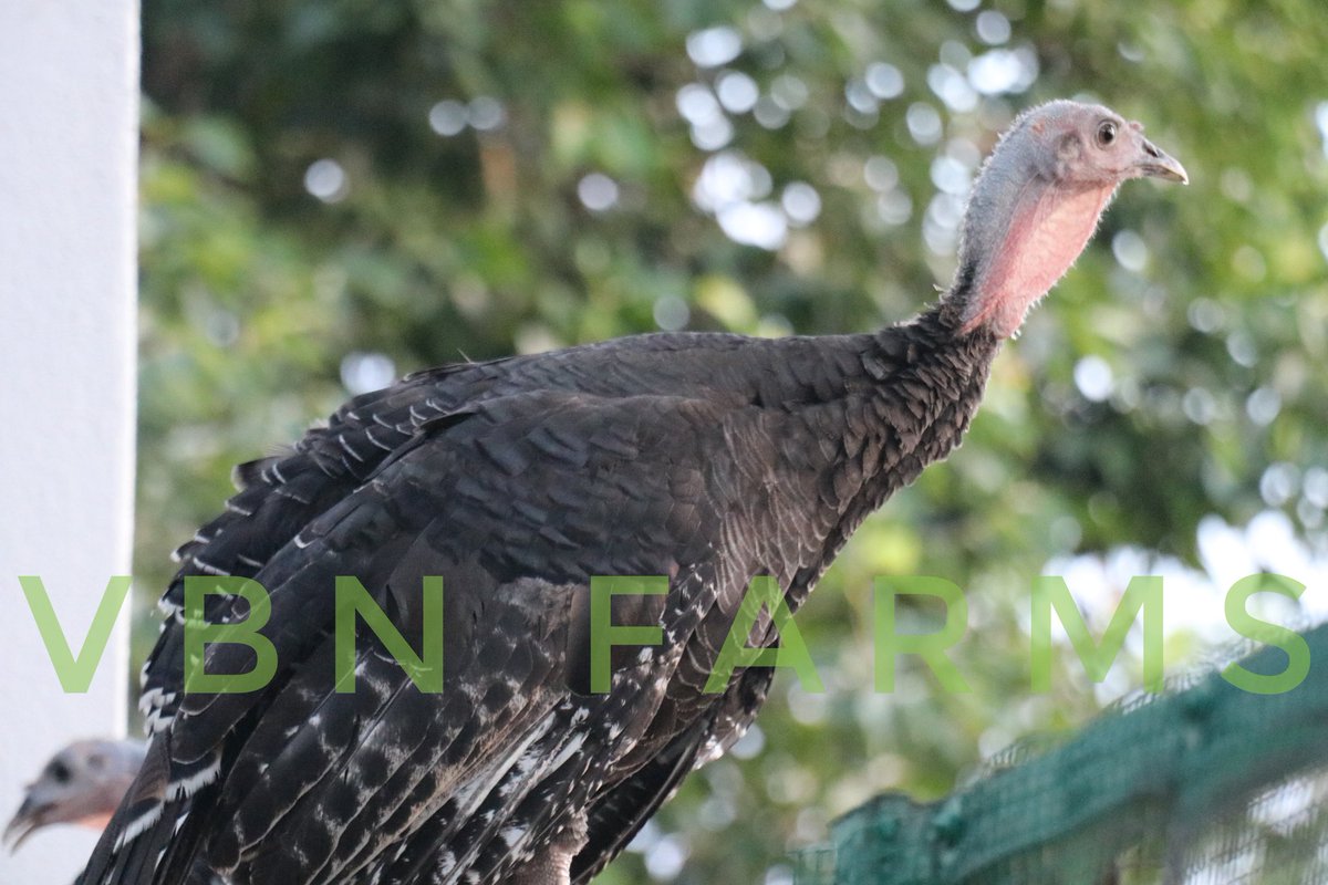 VBNFARMS's tweet image. வான்கோழி ❤

#VAANKOZHI #VBN #VBNFARMS
#KALLAKURICHI #THIYAGADURGAM #FARMS #வான்கோழி