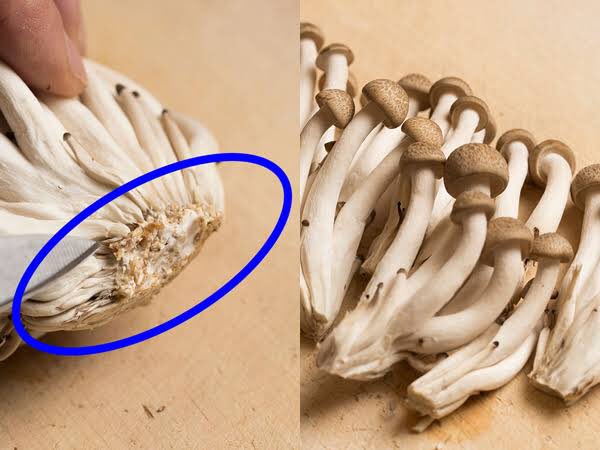 レストラン 今 何時 まだ早い 不思議なものね あんたを見れば ぶなしめじの石づき ぶなしめじの石づき