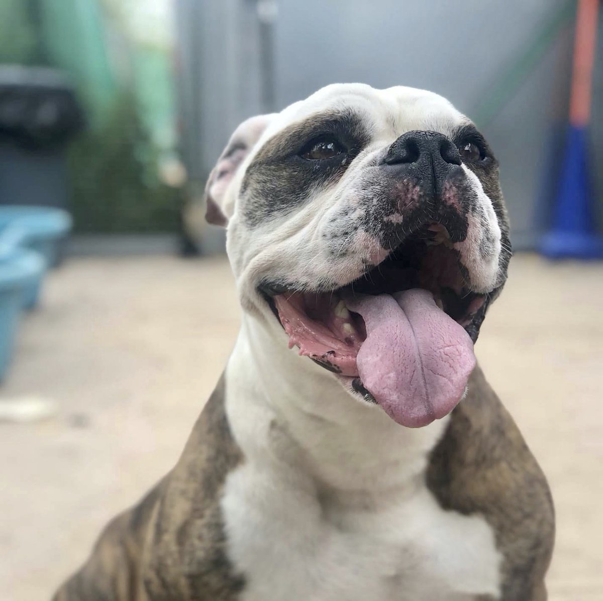 KeithOlbermann's tweet image. BJ #94583 with the handsome mask clearly hates the cage, and hates being yelled at. Out in the yard of the pound he loves every human, responds to soft-spoken commands. Simple truth: he’s 8 and he’s tired of it! Pledges via @TomJumboGrumbo and PLEASE RT BJ!nycacc.org/adopt/bj-94583