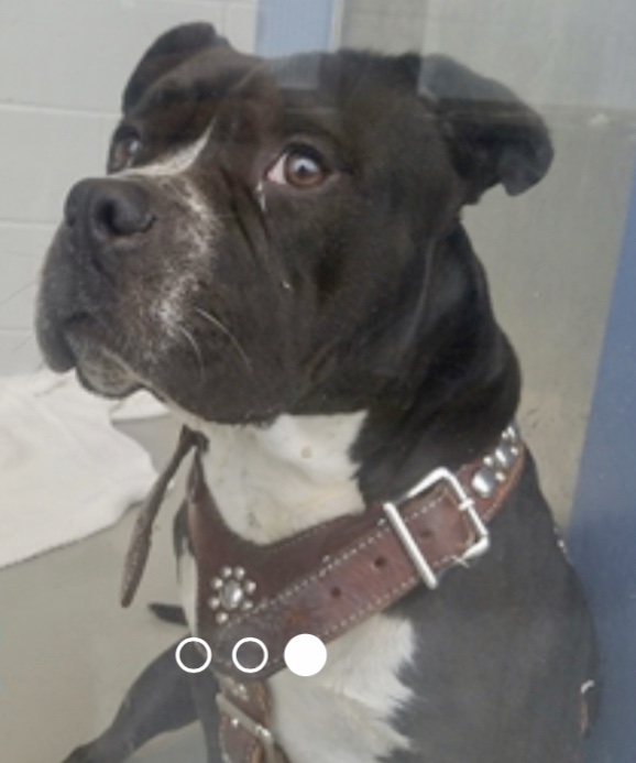 KeithOlbermann's tweet image. Tiffany #95608 appears to have been abandoned in a park. So she’s nervous, and in a pound that can get her killed. What makes this worse is, she’s clearly trying to break through her fear to love humans. Rescue pledge via @TomJumboGrumbo PLEASE RT TIFFANY nycacc.org/adopt/tiffany-…