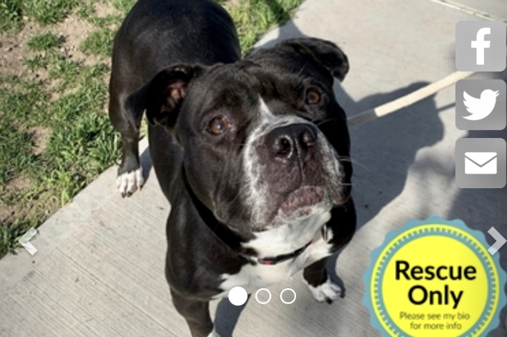 KeithOlbermann's tweet image. Tiffany #95608 appears to have been abandoned in a park. So she’s nervous, and in a pound that can get her killed. What makes this worse is, she’s clearly trying to break through her fear to love humans. Rescue pledge via @TomJumboGrumbo PLEASE RT TIFFANY nycacc.org/adopt/tiffany-…