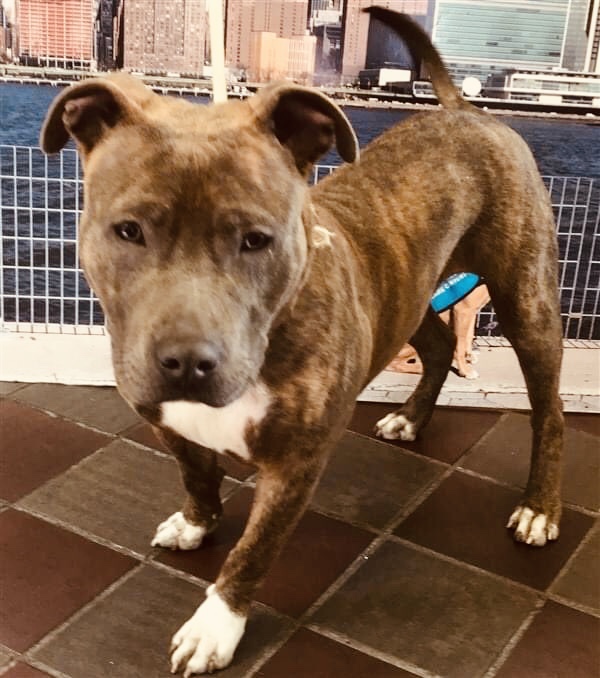 KeithOlbermann's tweet image. Papi Dapi 94382 is just eight months old yet he’s already been dumped on the NY streets, inexplicably dressed in a “Service Dog” vest. He’s young, he’s still easily trainable, and he needs our pledges via @TomJumboGrumbo for Rescue. PLEASE RT PAPI!

facebook.com/53122670035840…