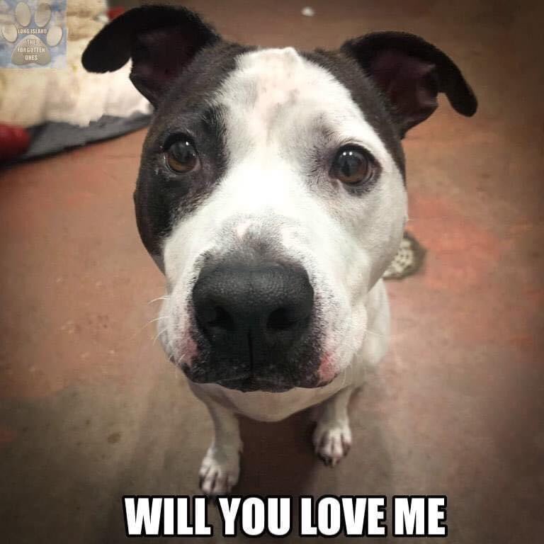 KeithOlbermann's tweet image. We need your help with one special dog. Jilly is stuck in a Long Island shelter. She’s sweet, gentle, patient, has a mild skin allergy, and is utterly overlooked. We need a NY adopter, foster, and/or your rescue pledges via @TomJumboGrumbo PLEASE RT JILLY! facebook.com/66521980386585…